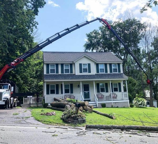 West Hartford Tree Services