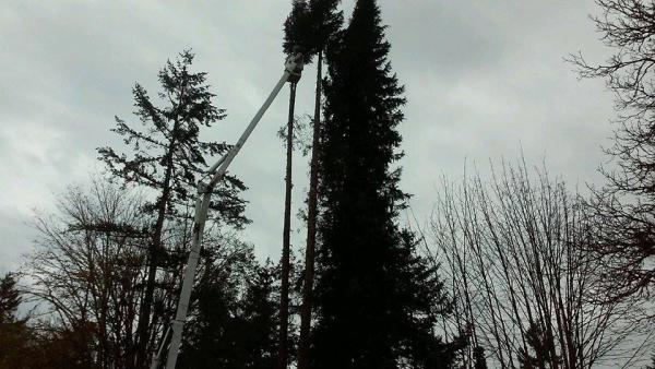 Joaquin's Tree Expert Company