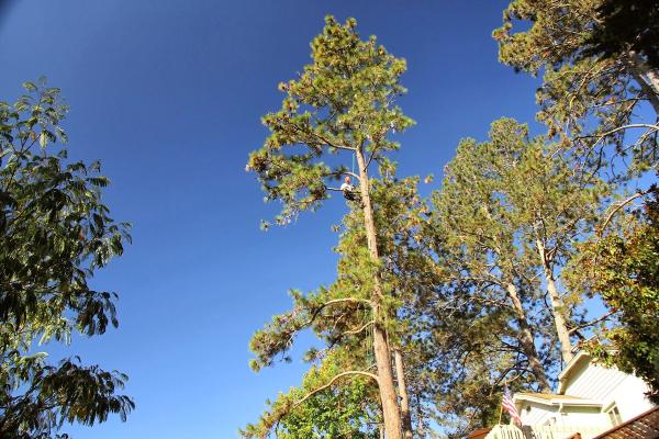 Quality Arbor Care