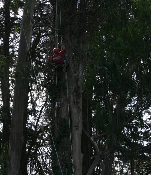 Quality Arbor Care