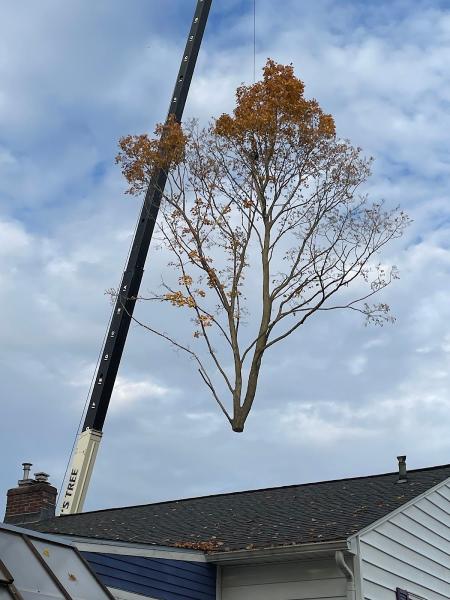 Dj's Tree Service