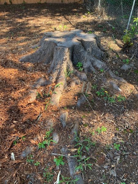 Sweet Pea Stump Grinding