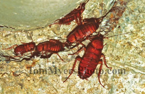 All-Rite Pest Control