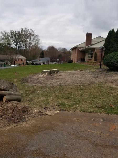 Tree Wise Guys Llc.