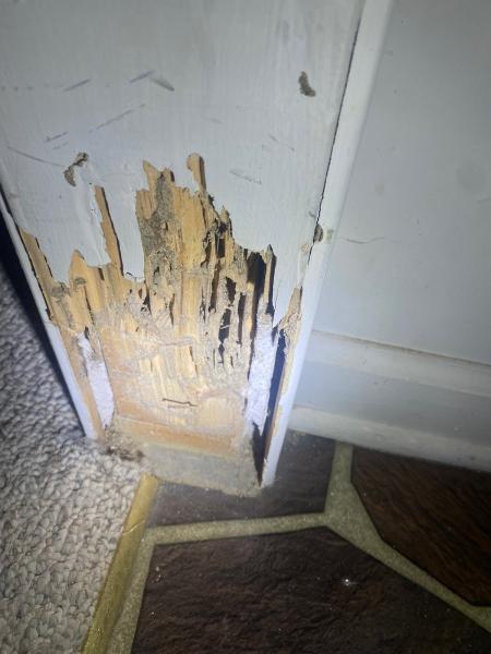 Indeed Pest Solutions
