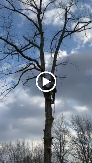 Frattaroli Tree Service Llc