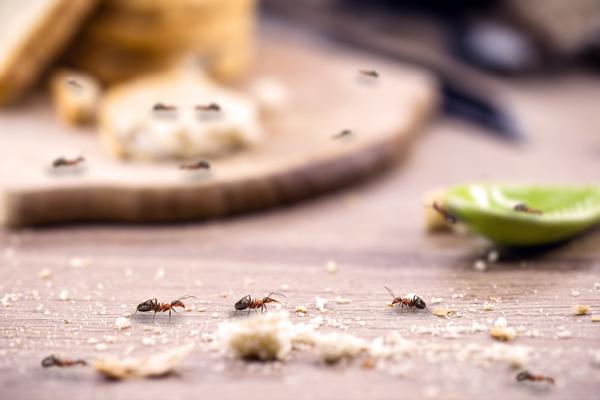 Socal Certified Pest Control Services