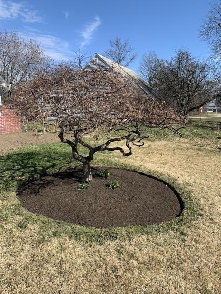 Red Oak Landscaping and Lawn Maintenance