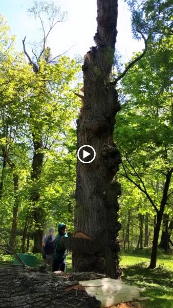 H & G Tree Experts Corp