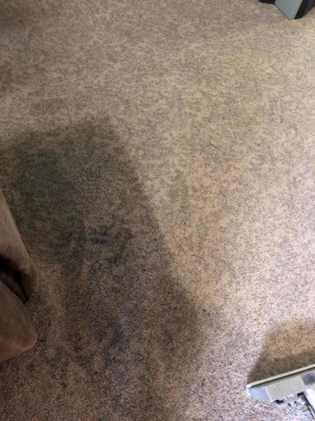Puresteam Carpet Care