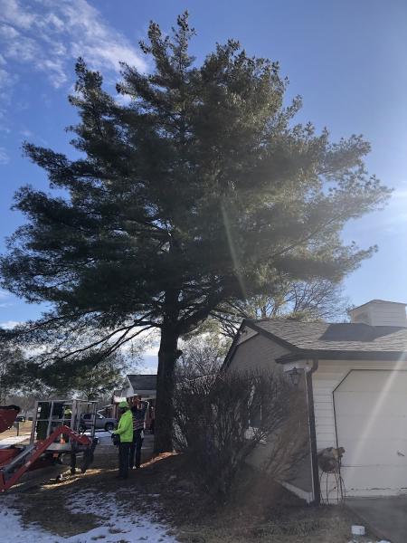 Happy Tree Service