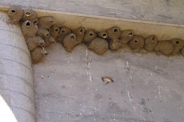 Umbrella Pest Control