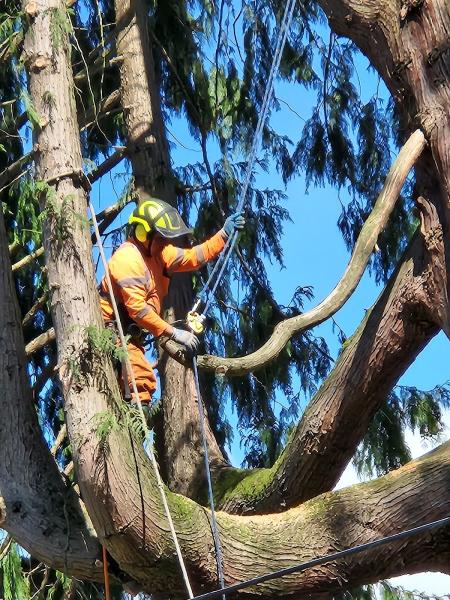 AA Tree Service Inc
