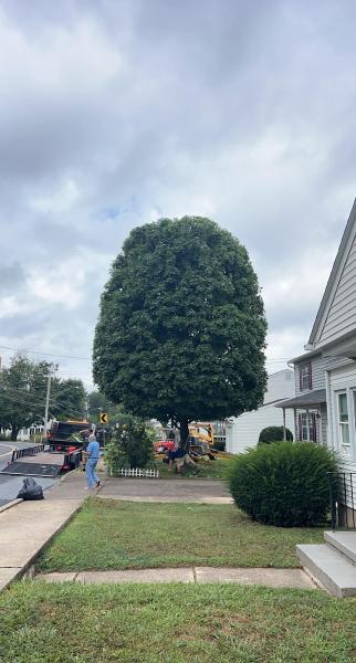 Top Line Landscaping & Tree Service