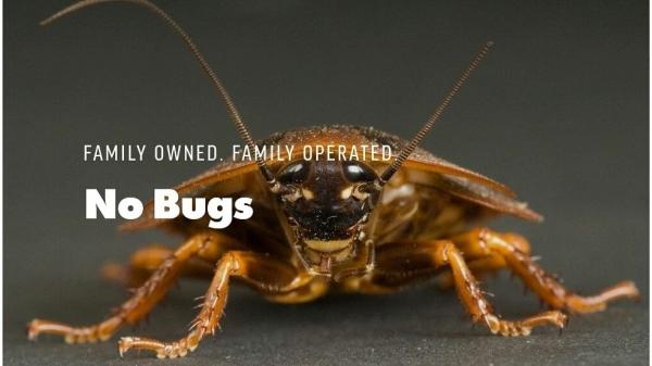 No Bugs
