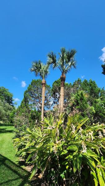 Oakleaf Tree Services