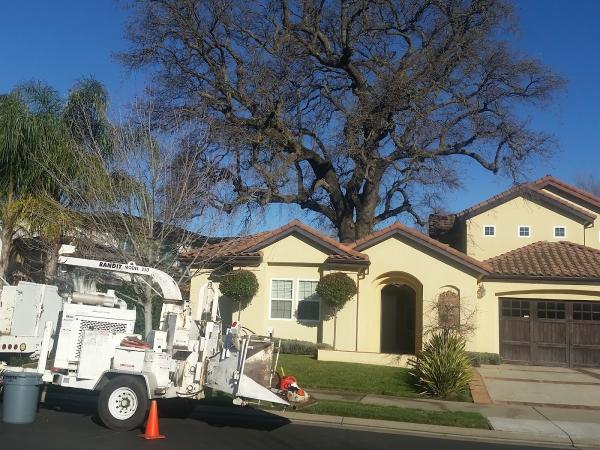 All Season Tree Care