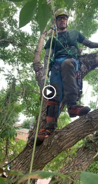 Scarlett Oaks Tree Care