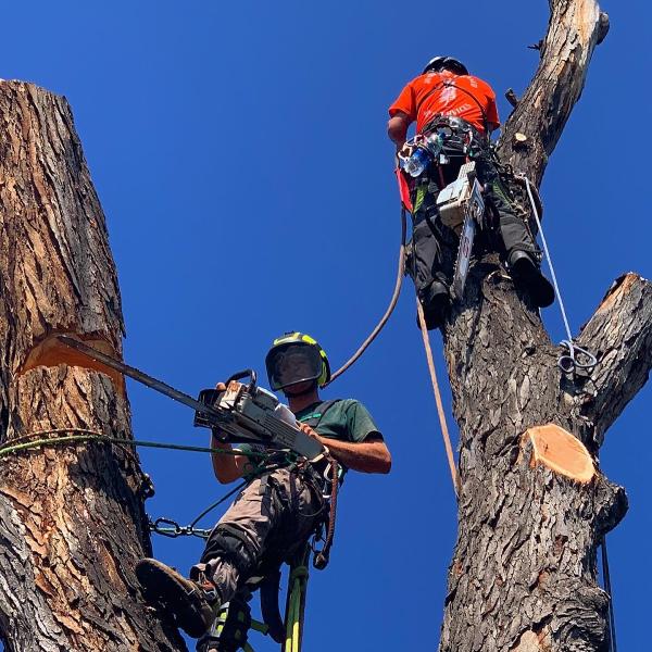 Scarlett Oaks Tree Care