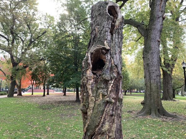 Hamilton Tree Service