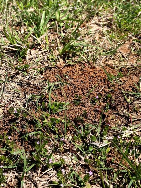 Tarrant County Pest Control