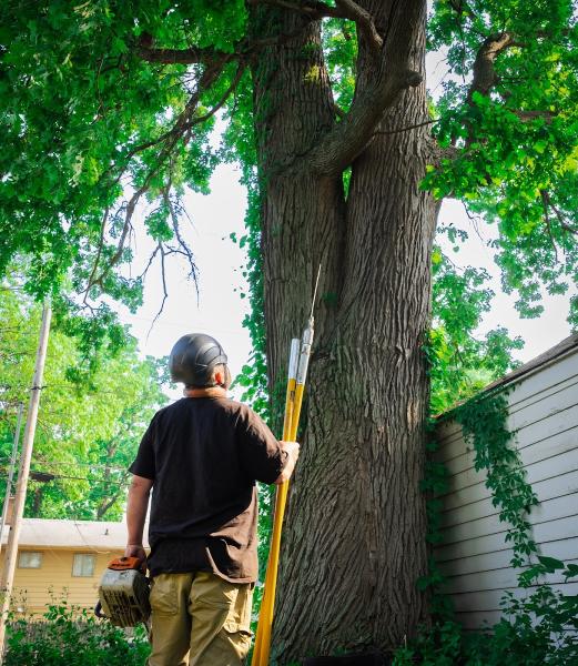 S & A Tree Service Fort Wayne