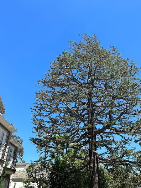 I&A Tree Services