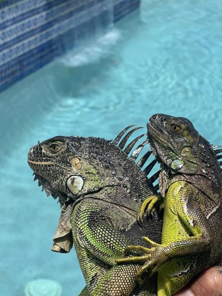 Humane Iguana Control