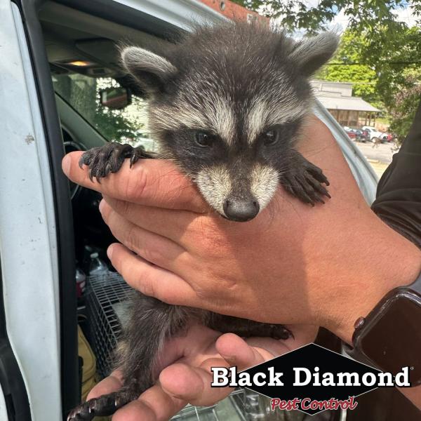 Black Diamond Pest Control