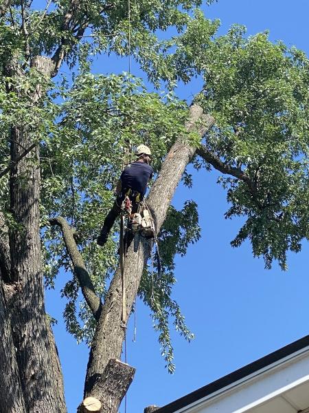 Badger Tree Service