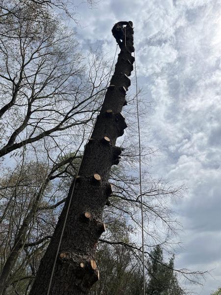 New Creation Tree Service