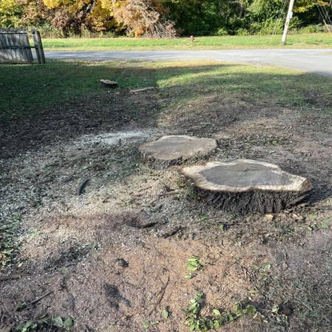 Eagle Stump Removal