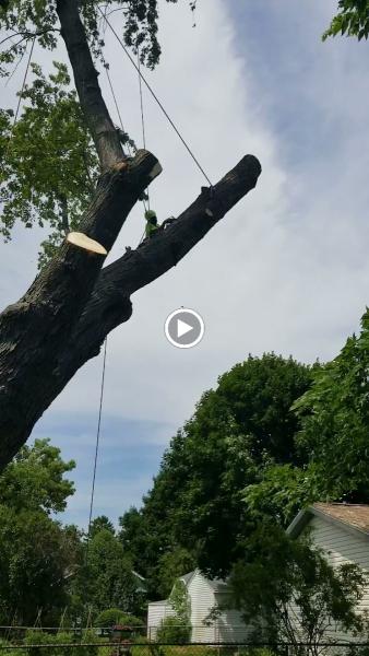 New Beginning Tree Service Company