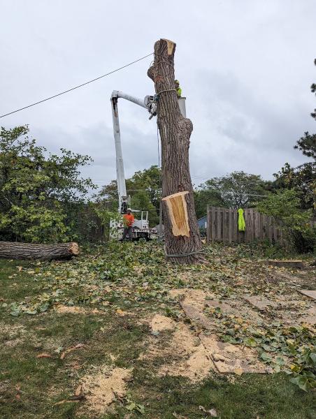 New Beginning Tree Service Company