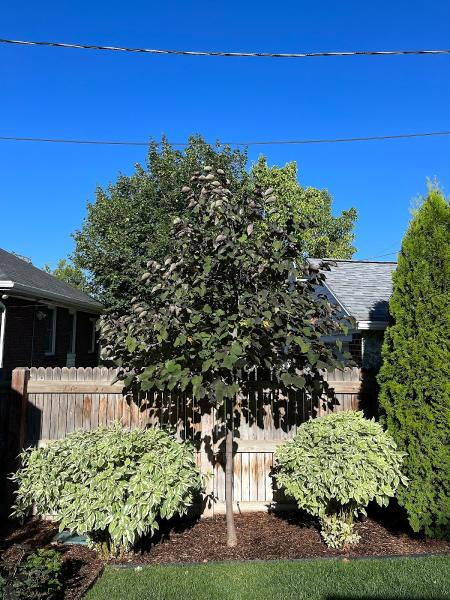 My Tree Guys