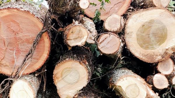 Tree Time Tree Services