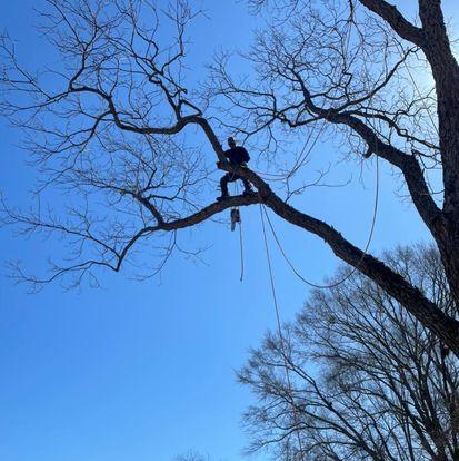 Bragg Tree Service Fayetteville NC
