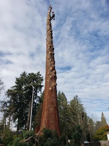 Watts Tree Service