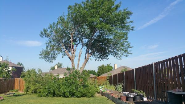Arborwise Tree Service