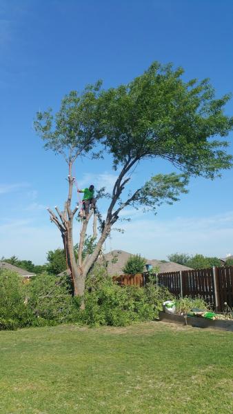 Arborwise Tree Service