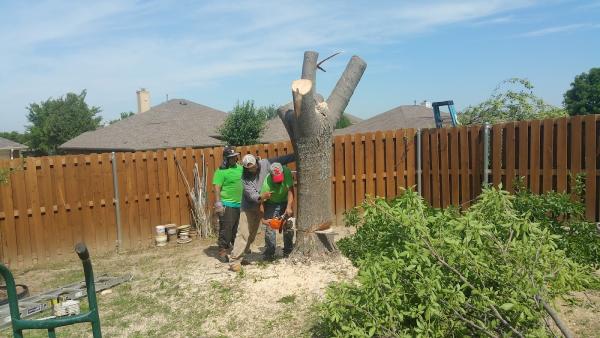 Arborwise Tree Service