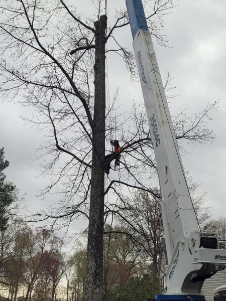 Reliable Tree and Crane