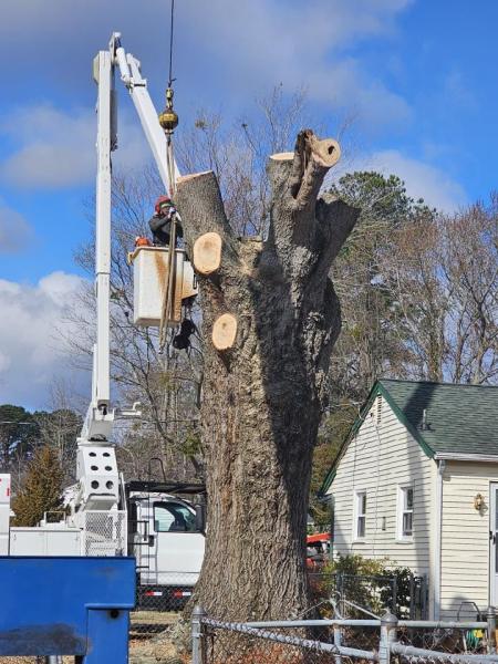 Reliable Tree and Crane