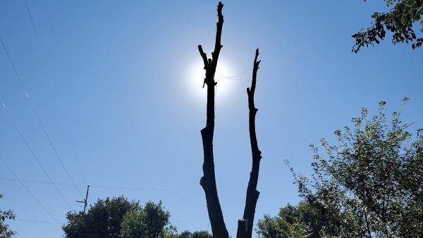 Hedgewood Tree Service LLC