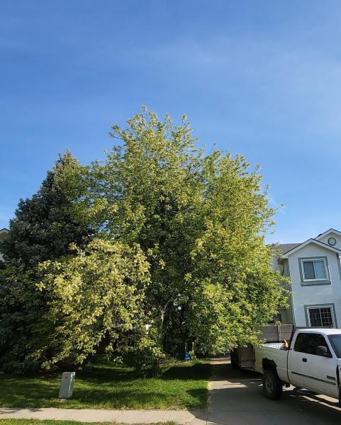 Hedgewood Tree Service LLC