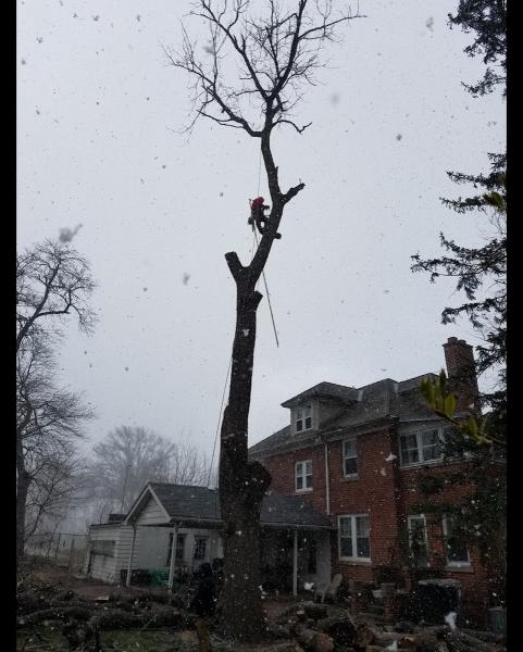 Hedgewood Tree Service LLC