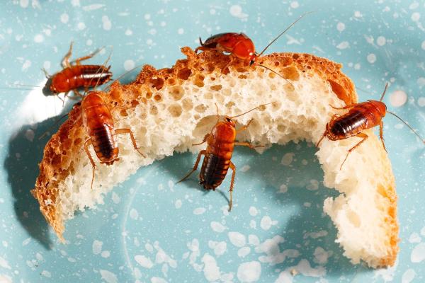 Day & Nite Pest Control