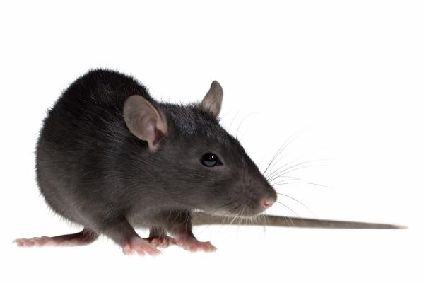 Day & Nite Pest Control Co