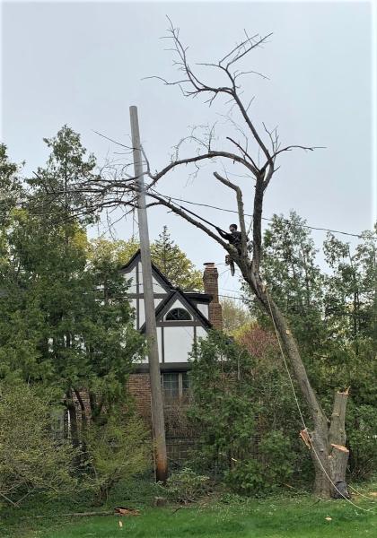 Miller Tree Company