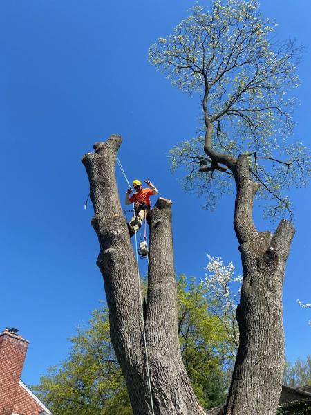 Miller Tree Company
